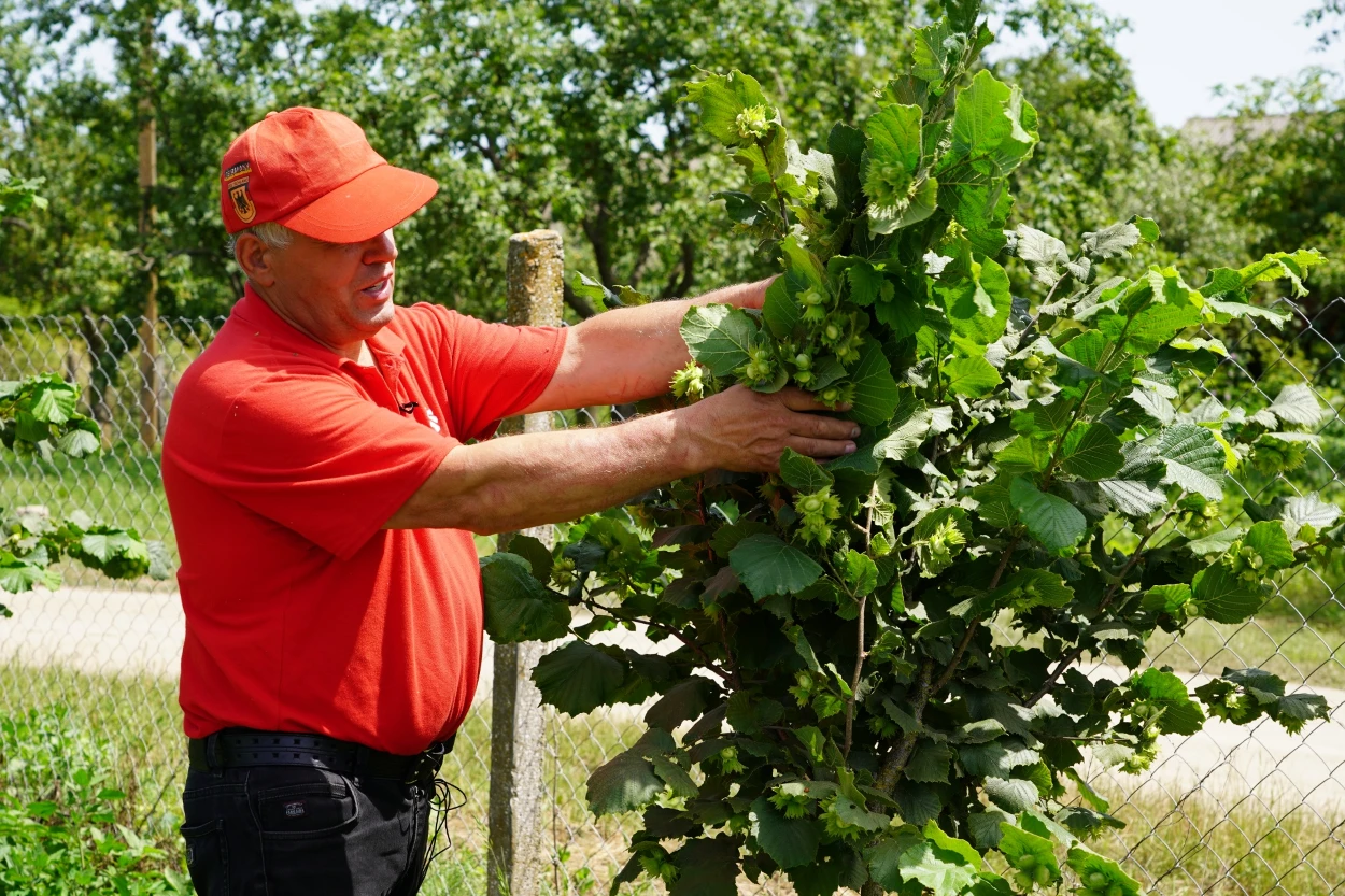 Волоський горіх, фундук чи пекан: що посадити восени та як обрати саджанці