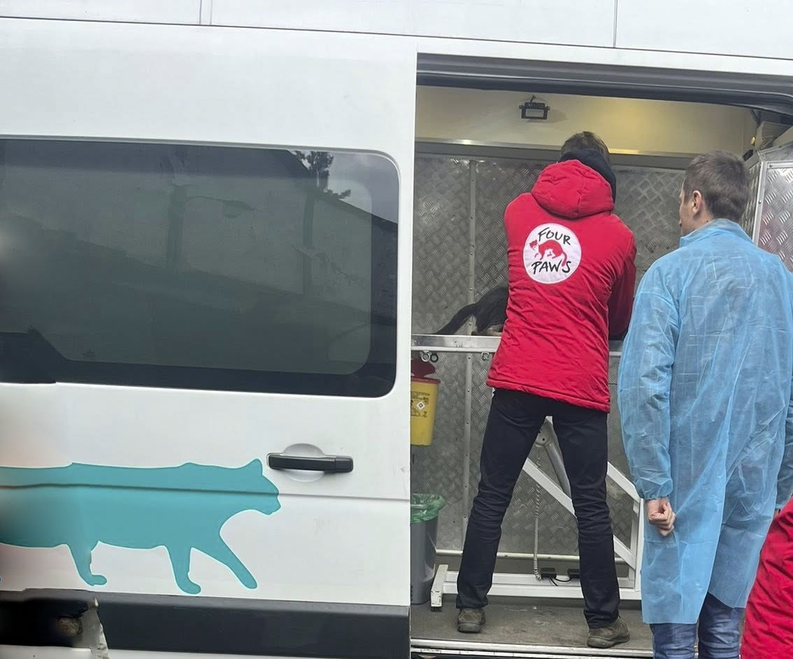 У Барі стерилізували понад сотню тварин: працювала команда ТОВ «Чотири лапи Україна»