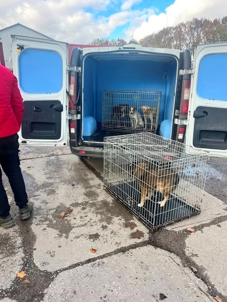 У Барі стерилізували понад сотню тварин: працювала команда ТОВ «Чотири лапи Україна»