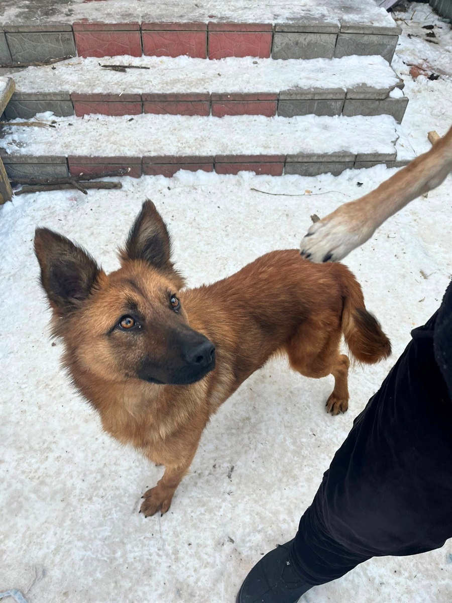 Шукають дім і родину барські котики та собаки: подаруйте їм любов або підтримайте фінансово на їжу
