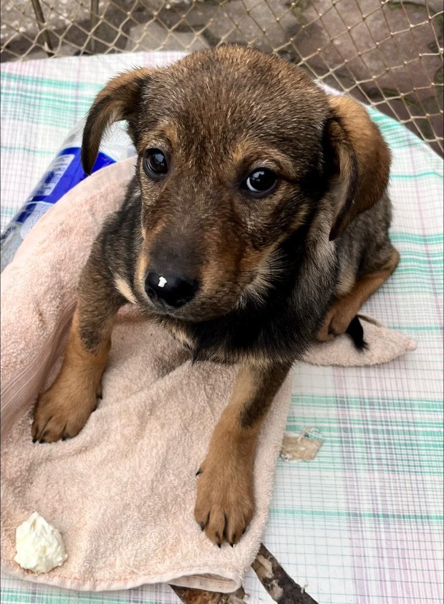 Шукають дім для цуценят: потрібні відповідальні господарі