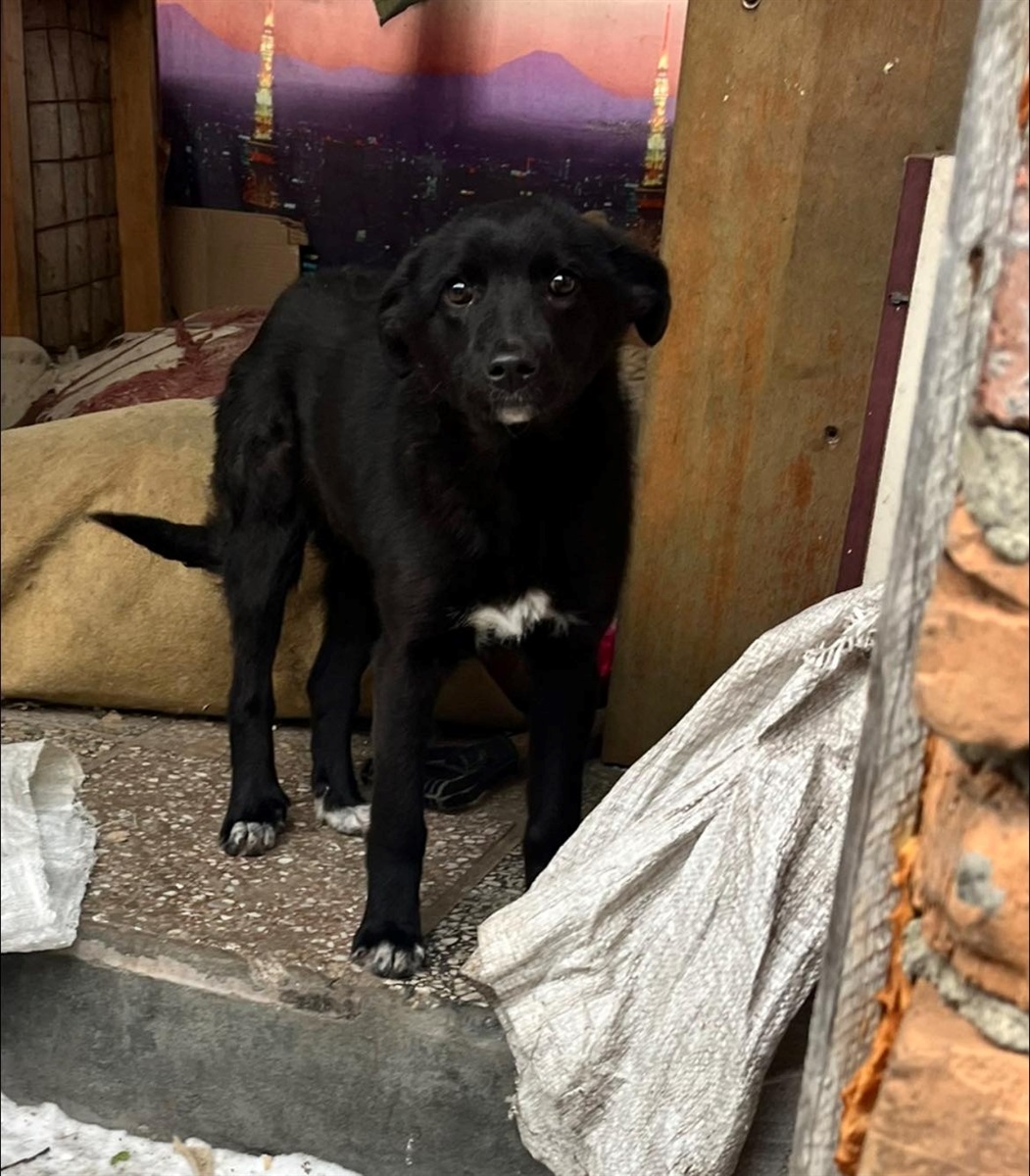 Шукають дім для цуценят: потрібні відповідальні господарі