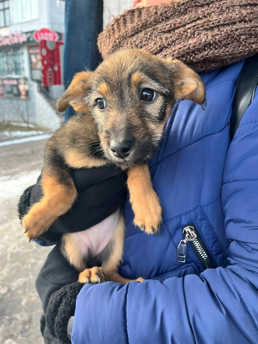 Шукають дім для цуценят: потрібні відповідальні господарі