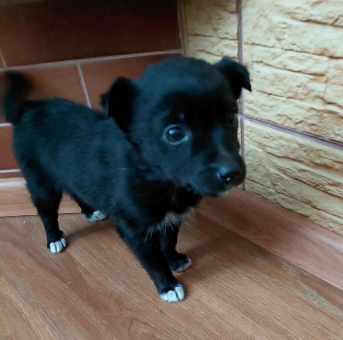 Шукають дім для цуценят: потрібні відповідальні господарі