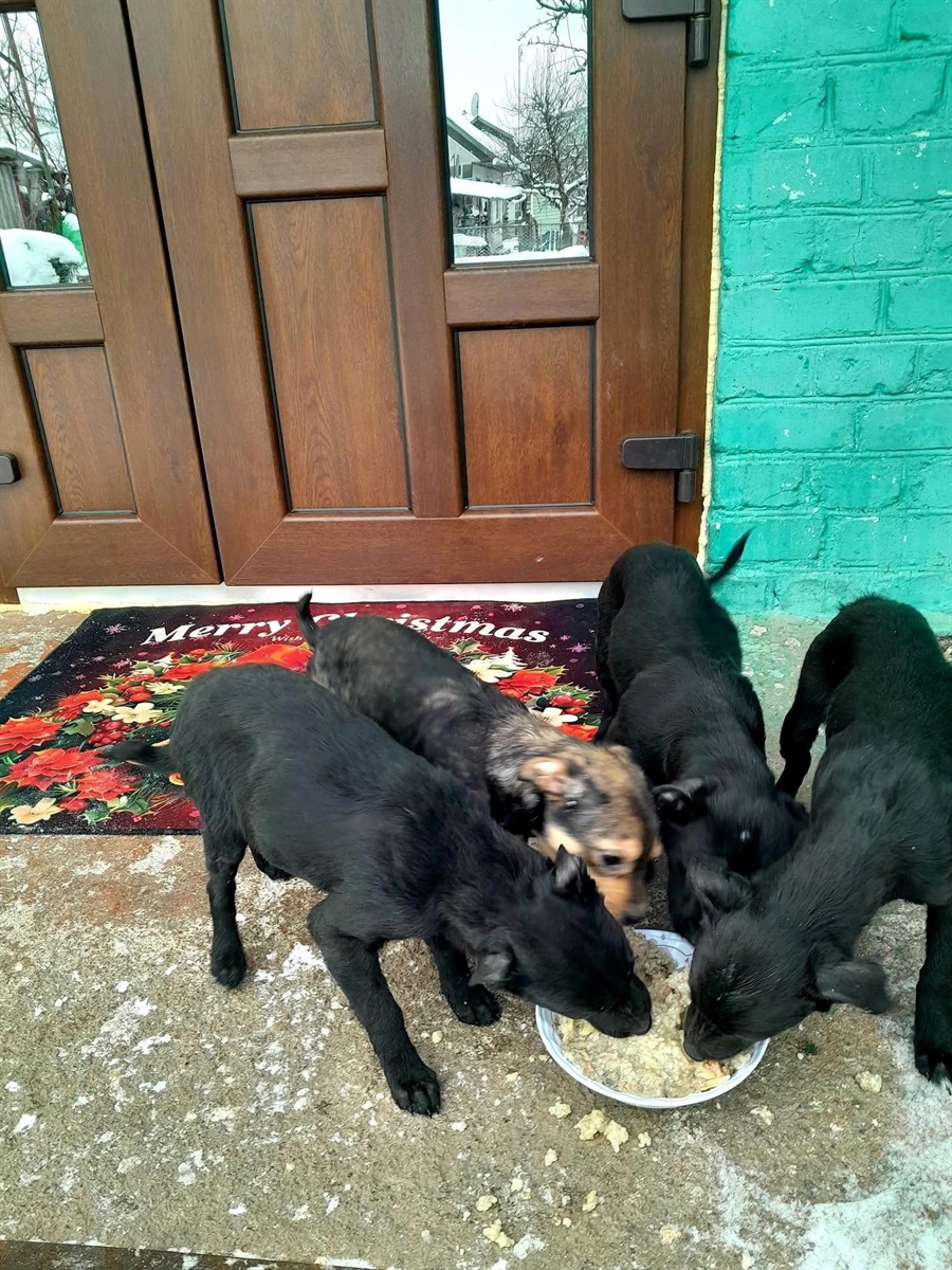 Шукають дім для цуценят: потрібні відповідальні господарі