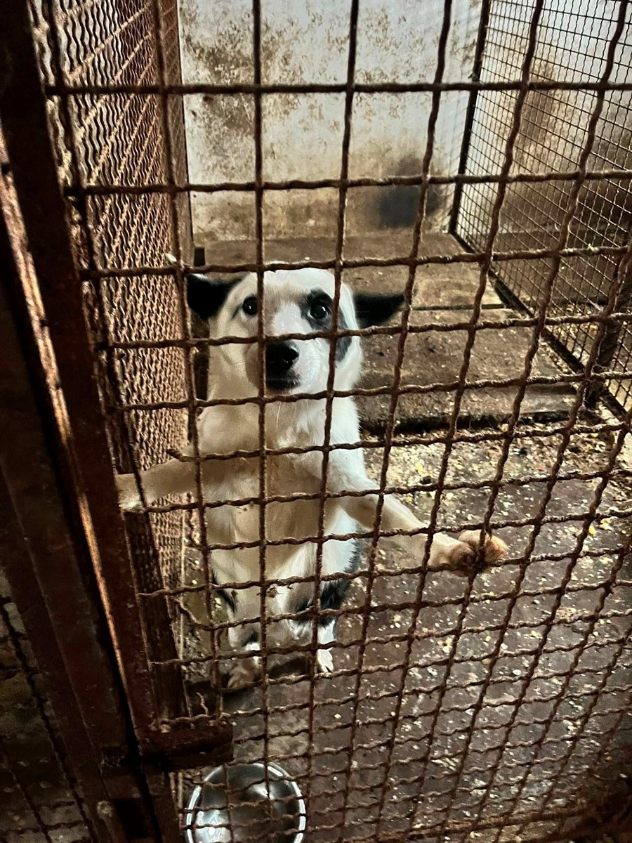 У Барі безпритульні тварини чекають на дім: подаруй їм тепло і любов