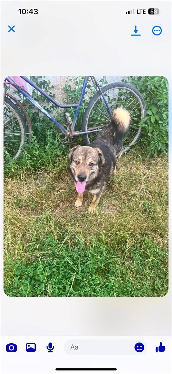 У Барі безпритульні тварини чекають на дім: подаруй їм тепло і любов