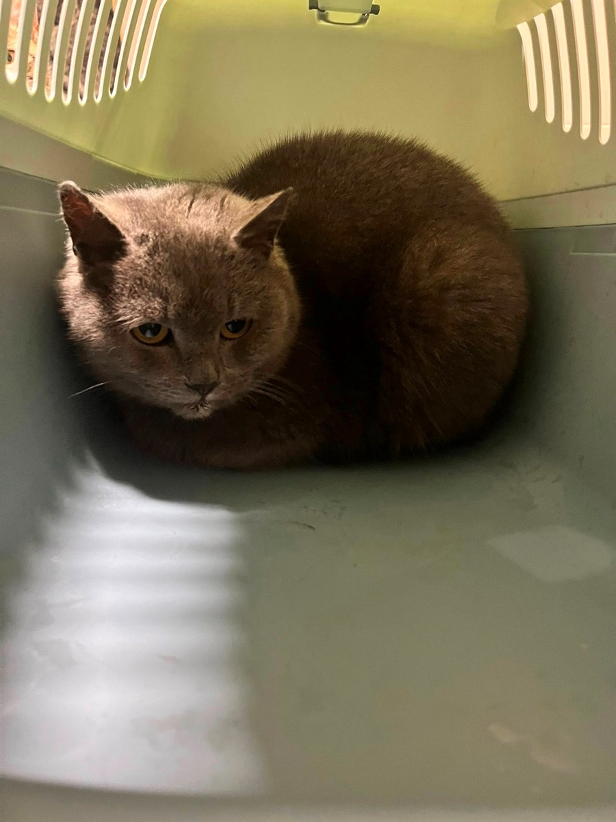 У Барі безпритульні тварини чекають на дім: подаруй їм тепло і любов