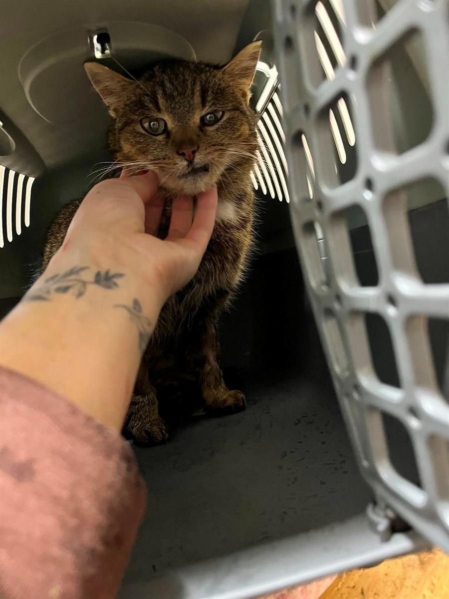 У Барі безпритульні тварини чекають на дім: подаруй їм тепло і любов