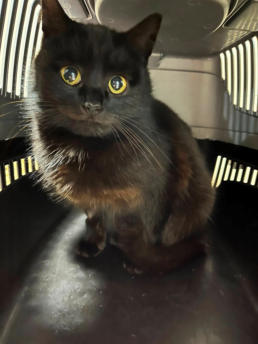 У Барі безпритульні тварини чекають на дім: подаруй їм тепло і любов