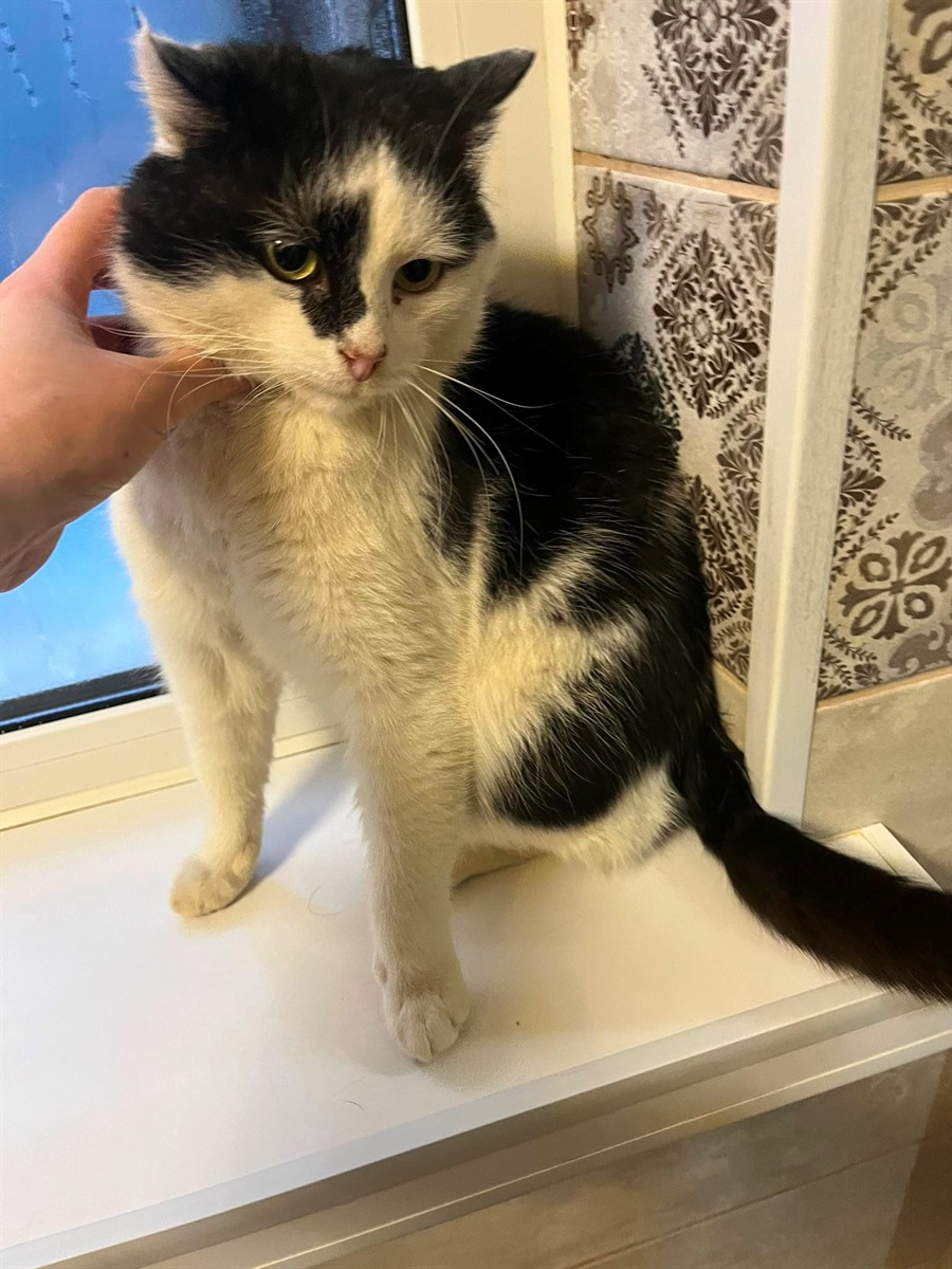 У Барі безпритульні тварини чекають на дім: подаруй їм тепло і любов