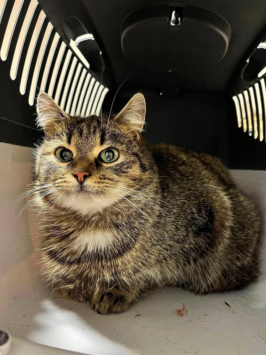 У Барі безпритульні тварини чекають на дім: подаруй їм тепло і любов