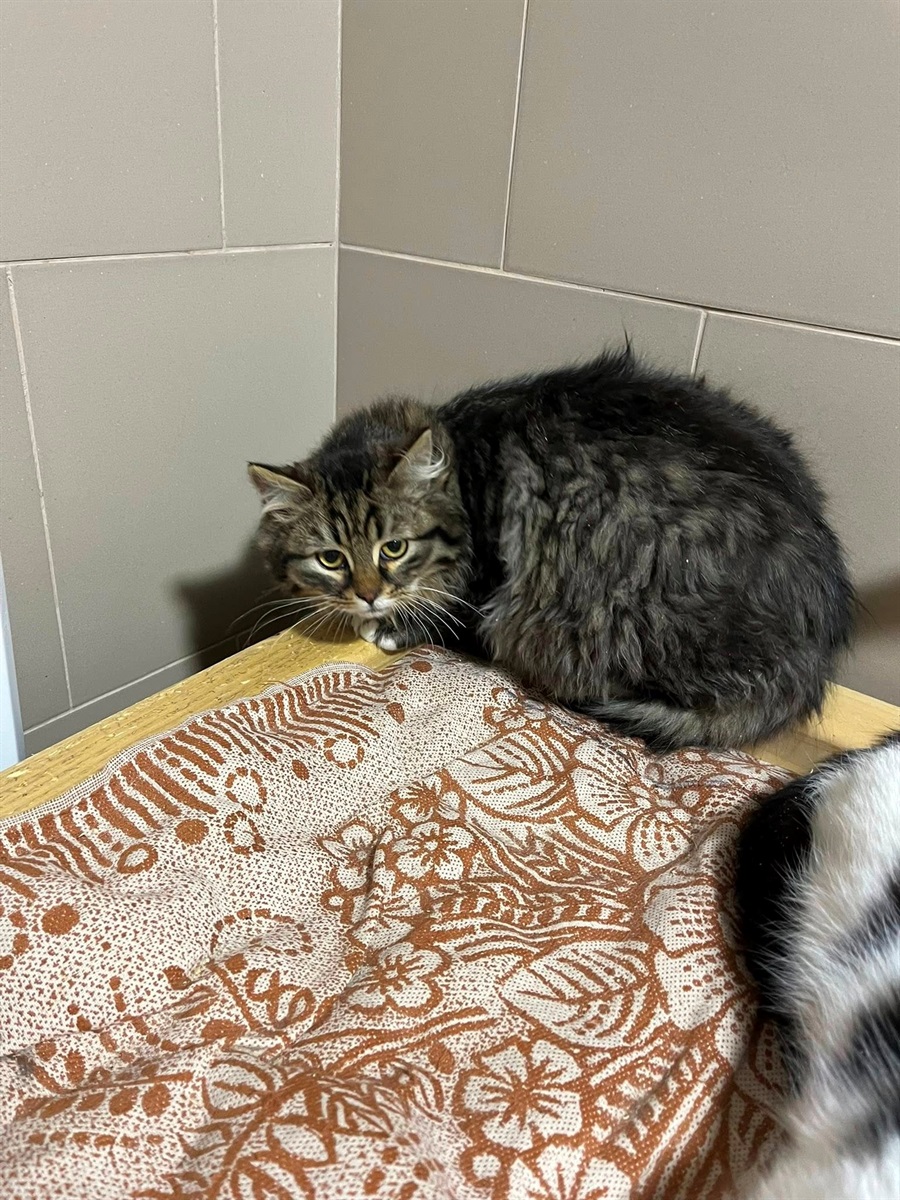 У Барі безпритульні тварини чекають на дім: подаруй їм тепло і любов