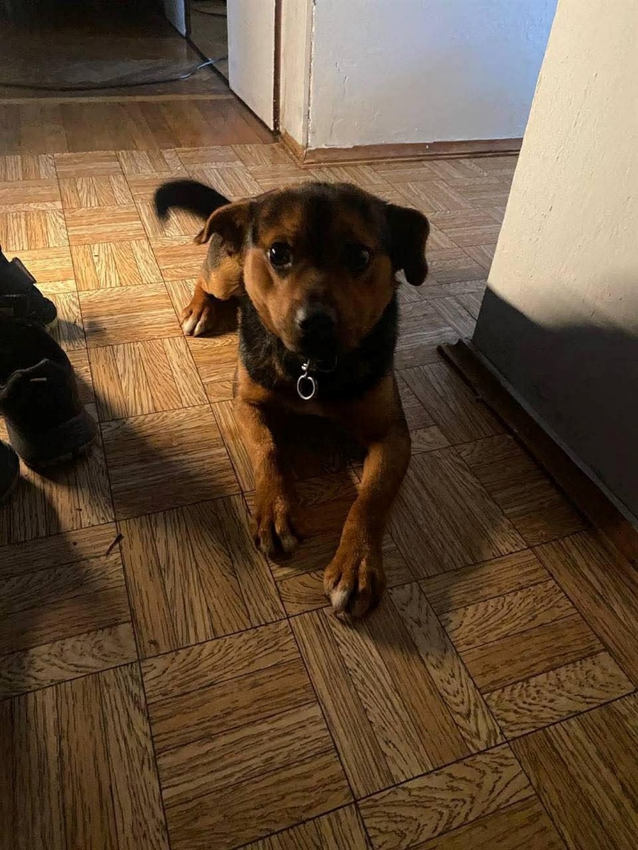 У Барі безпритульні тварини чекають на дім: подаруй їм тепло і любов