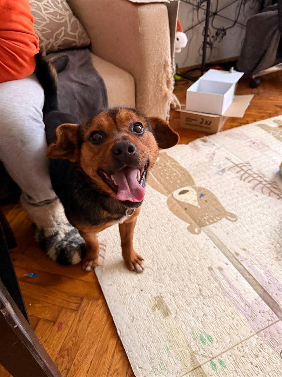 У Барі безпритульні тварини чекають на дім: подаруй їм тепло і любов