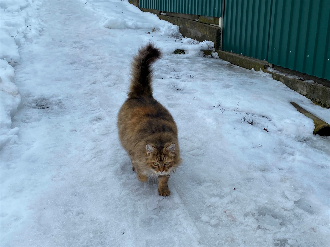 Коти Бару: фотодобірка від двору до двору