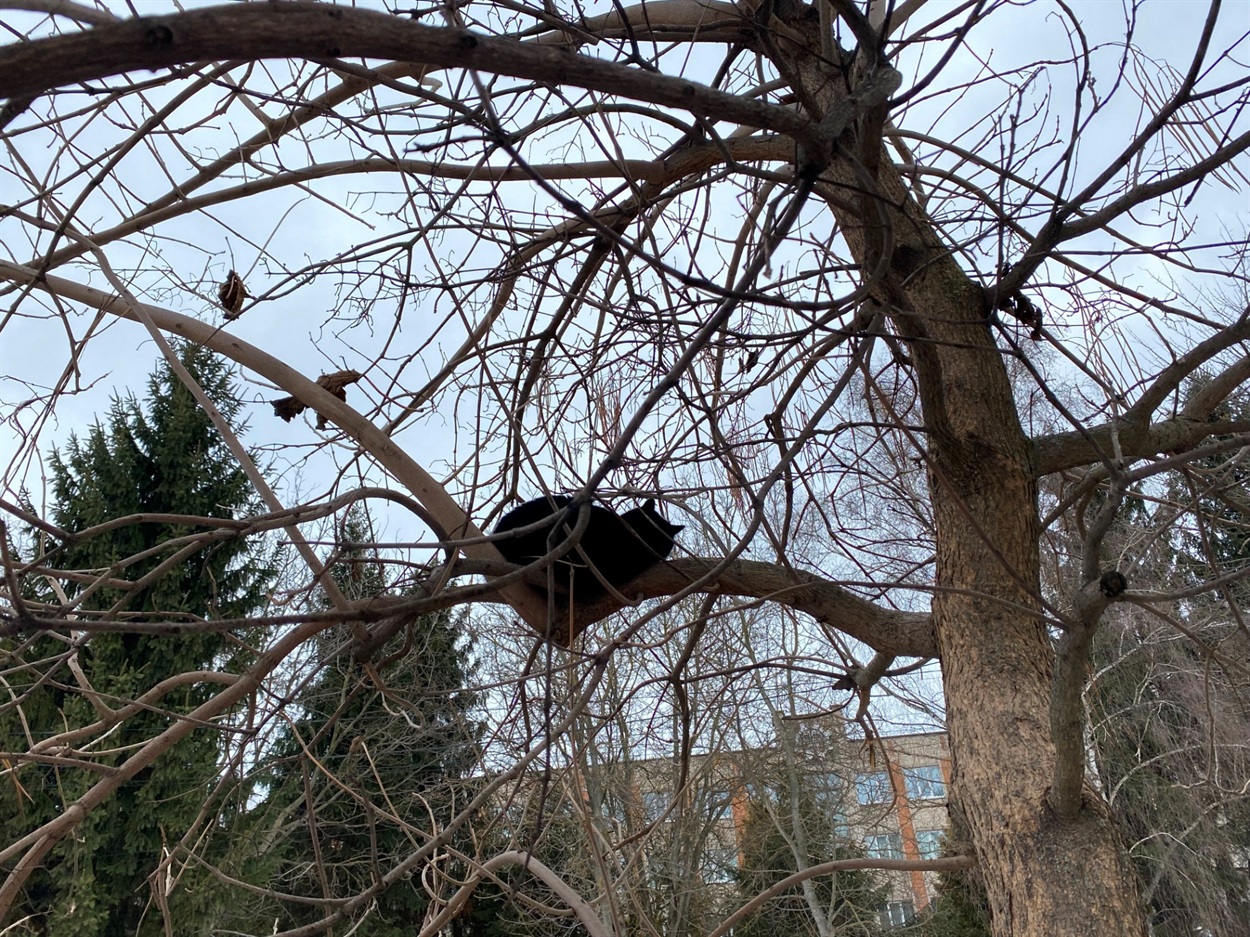 Коти Бару: фотодобірка від двору до двору