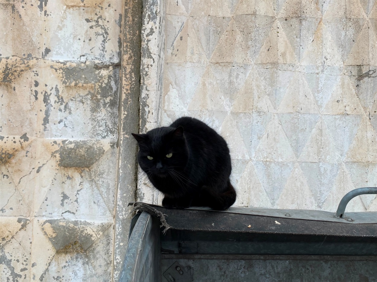 Коти Бару: фотодобірка від двору до двору
