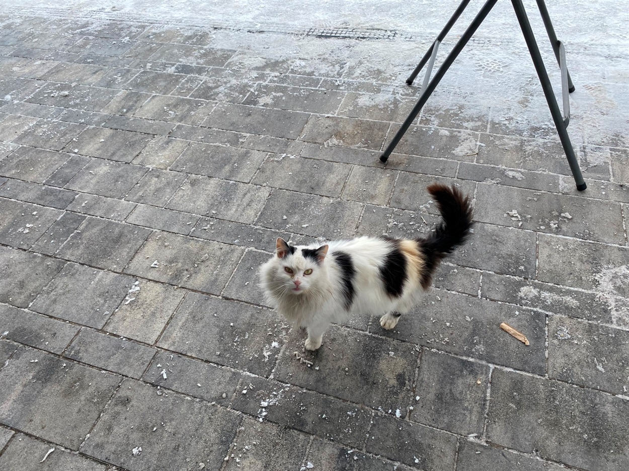 Коти Бару: фотодобірка від двору до двору