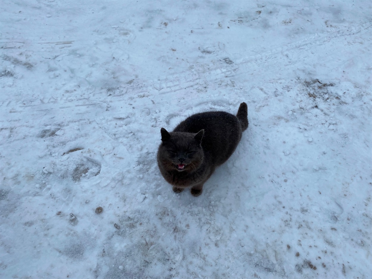 Коти Бару: фотодобірка від двору до двору