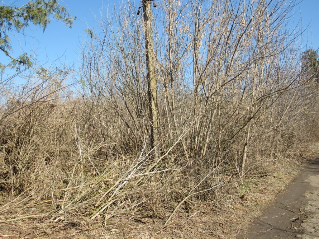 Цукровий завод у Ялтушкові: як занепало підприємство з понад 160-річною історією