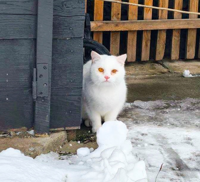У Барі шукають домівку для стерилізованих котиків
