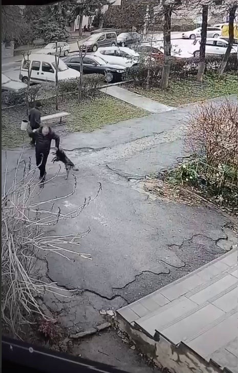 Собака покусав людей у Барі: попередньо 6 постраждалих. Що відомо ще