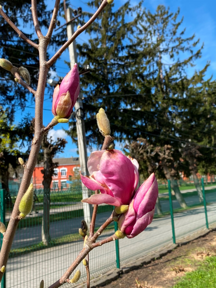 Фотофакт: біля барського ліцею №1 почали цвісти магнолії