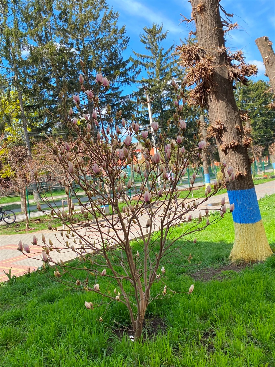 Фотофакт: біля барського ліцею №1 почали цвісти магнолії