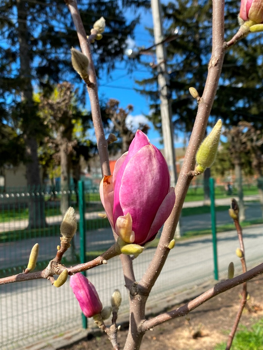 Фотофакт: біля барського ліцею №1 почали цвісти магнолії