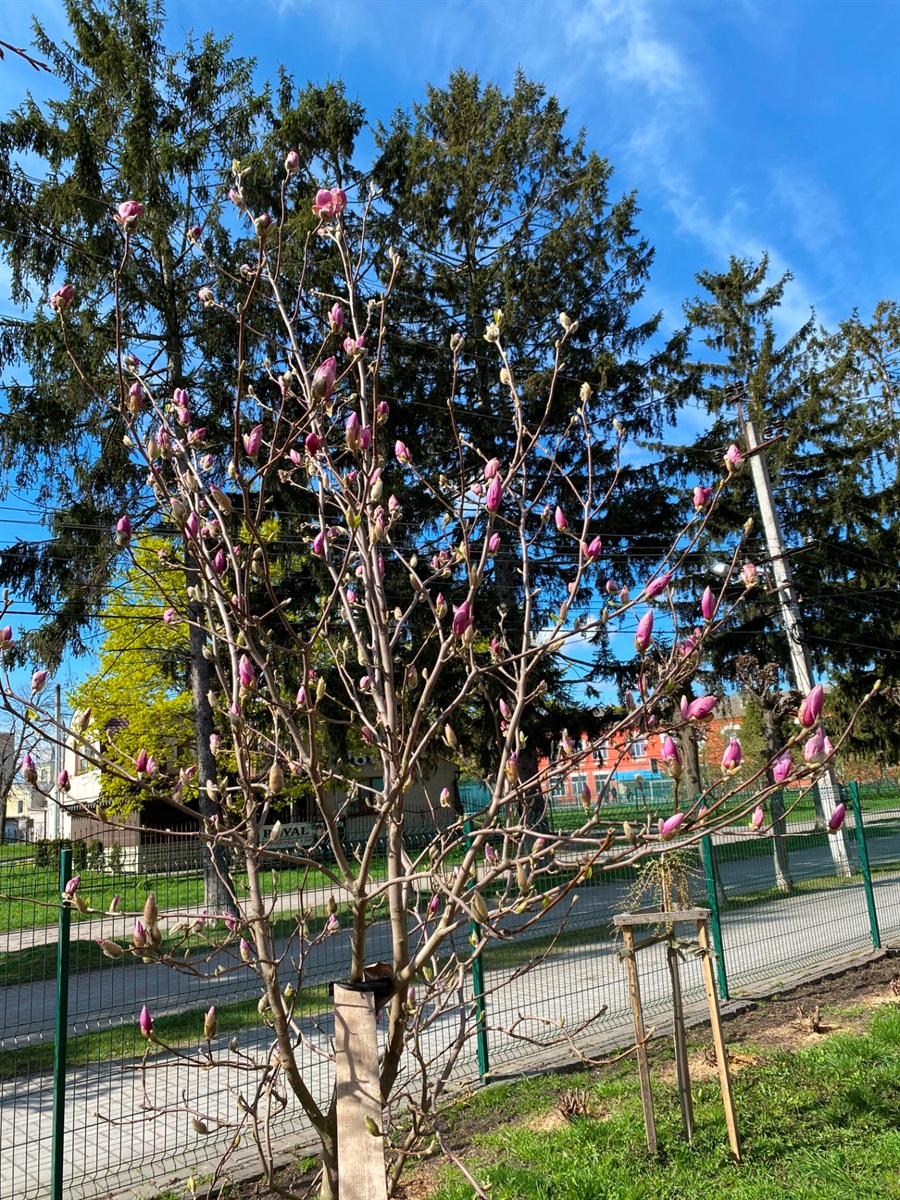 Фотофакт: біля барського ліцею №1 почали цвісти магнолії