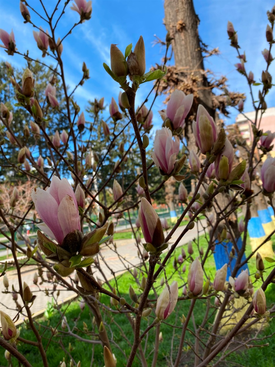 Фотофакт: біля барського ліцею №1 почали цвісти магнолії