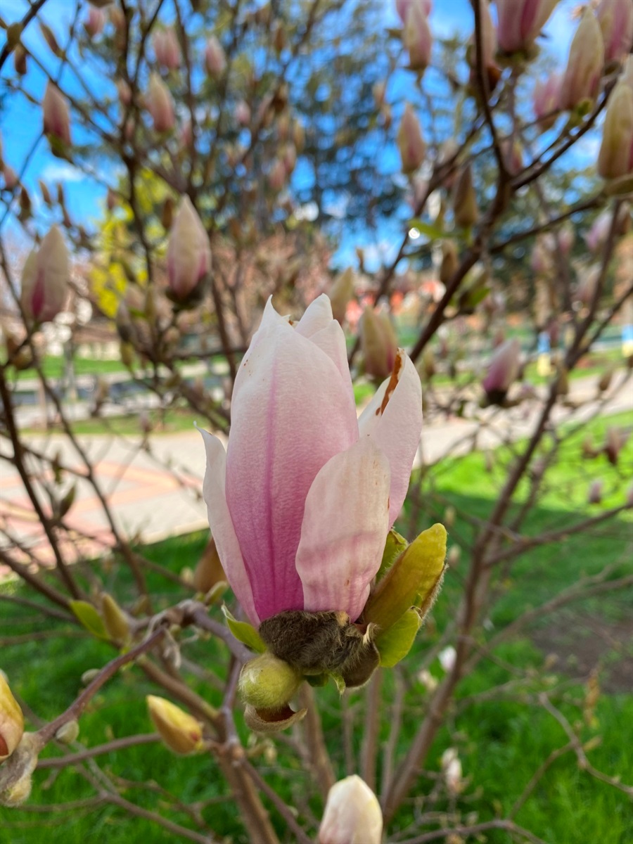 Фотофакт: біля барського ліцею №1 почали цвісти магнолії
